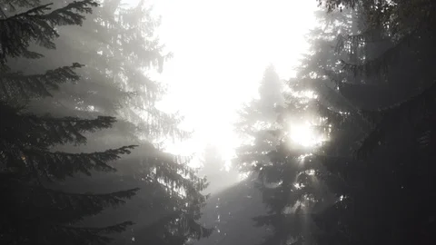 Misty Pine Forest with white sky, close view Stock Footage 119384518
