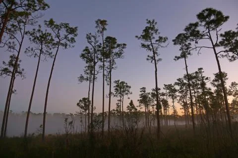 Misty Pine Key Pines Stock Photos