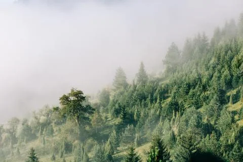 Misty pine tree forest in the mountains in early morning Stock Photos