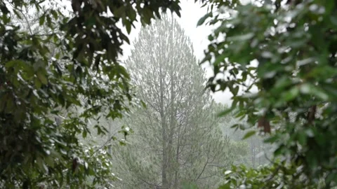 Misty Pine Tree Framed by Himalayan Oak Leaves - Serene Forest Stock-Footage 312370165