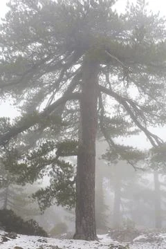 Misty Pine Tree Standing Tall In Snow Stock Photos