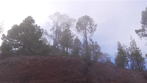 Misty pine trees rising above red volcanic soil on a mountain slope Stock Footage 317630561