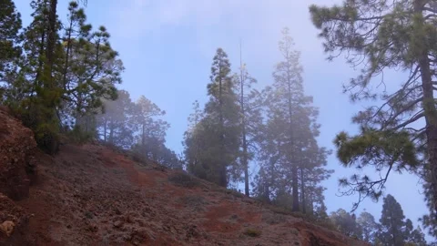 Misty Pine Trees Standing Tall on a Steep Rocky Hillside Stock Footage 318030371
