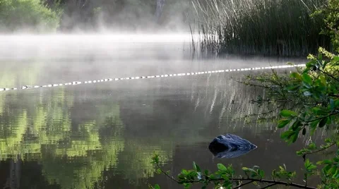 Misty Pond Stock Footage 48945991