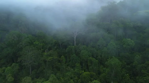 Misty primary rainforest with emergent trees, Pahang, Malaysia Stock Footage 342780083