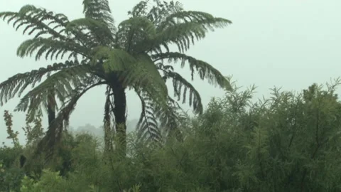 A misty punga windy Stock Footage 137354824