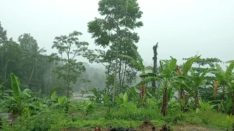 Misty Rain Falling Over Tropical Forest Landscape Stock Footage 331719415