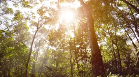Misty rain forest and rays of sun. Psychedelic tropical landscape Stock Footage 67210313