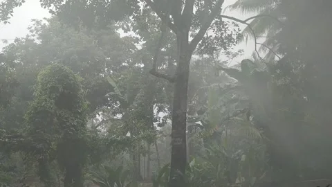 Misty rain forest Stock Footage 157347386