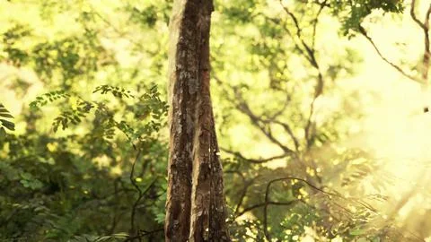Misty rainforest and bright sun beams through trees branches Stock Illustration
