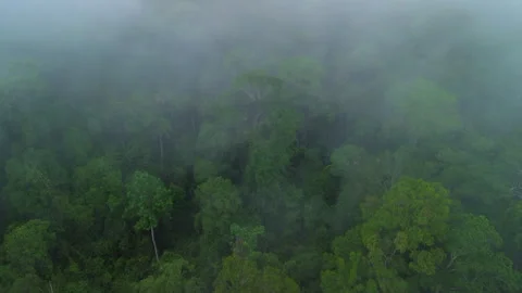 Misty rainforest canopy with emergent trees, Pahang, Malaysia Видео 342780197