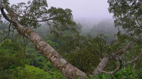 Misty Rainforest Stock Footage 73253536