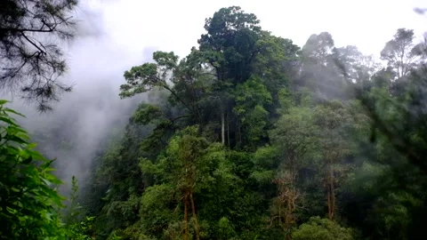 Misty Rainforest Stockbeeldmateriaal 171098100