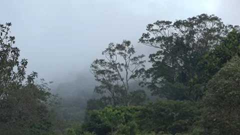 Misty rainforest, Malaysia Stock-Footage 303781478