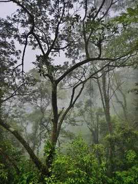 Misty rainforest scene Stock Photos
