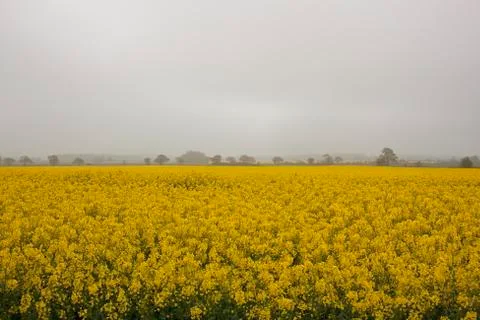 Misty rapeseed fields Stock Photos