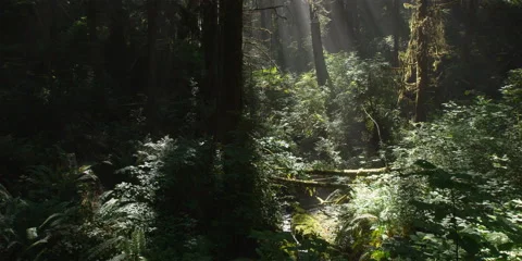Misty rays slanting into forest stream in Olympic Peninsula rainforest Stock Footage 59119988