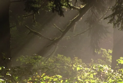 Misty rays slanting through evergreen forest to brighten the understory Stock Footage 86883816
