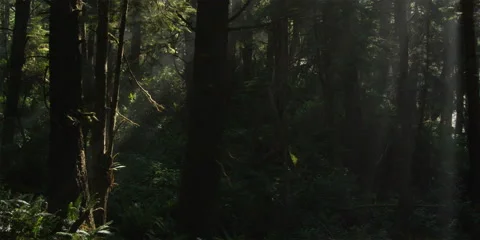 Misty rays slanting through Olympic Peninsula rainforest Stock Footage 59119930