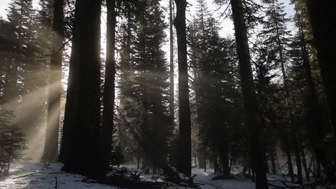 Misty Rays of Sun Shine Through a Moody Forest. Nature in 60 FPS Stock Footage