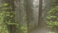 Misty Redwood Forest Pullback Aerial Hd Stock Footage