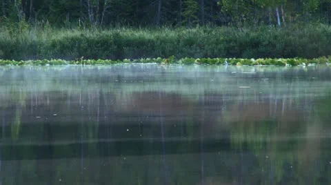 Misty Reflective Forest Lake with Bugs and Fish Stock Footage 11951325