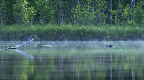 Misty Reflective Forest Lake 스톡 동영상 11949913