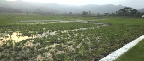 Misty Rice Fields and Flooded Paddy Landscape at Dawn With Mountain Silhouette 스톡 동영상 343737081