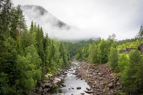Misty River and Pine Forest Landscape near Gol Norway Stock Photos