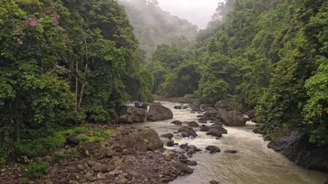 Misty river flowing through a tropical rainforest in bali Stock Footage 328931045