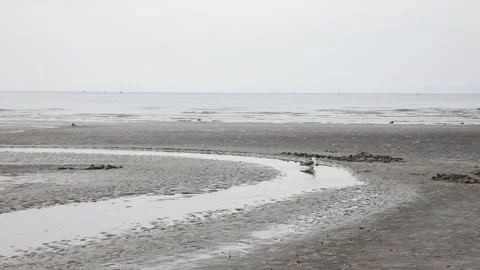 A misty river scene, misty river landscape Video stock 310919795
