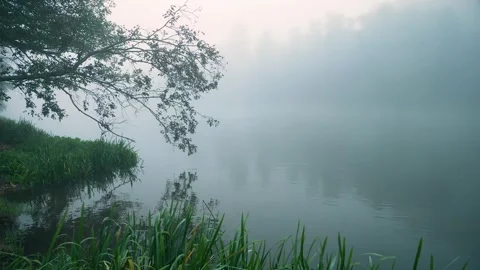 Misty river shore with overhanging tree branch and calm water Stockbeeldmateriaal 330743612