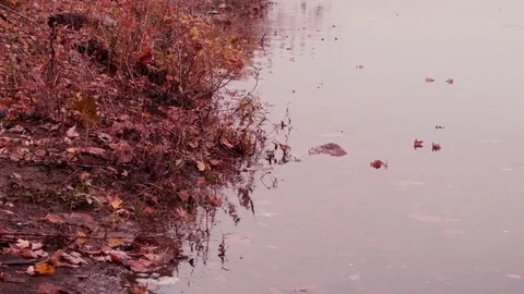 Misty River Shoreline Stock Footage 71738716