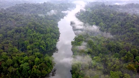 Misty river winding through a tropical rainforest at dawn Stock-Footage 341329412