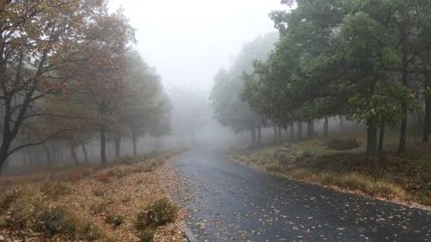 Misty Road 2 Stock Photos