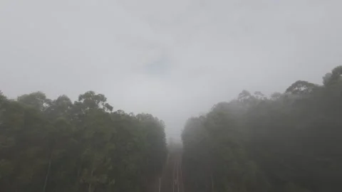 Misty Road Cutting Through Dense Woodland Stock Footage 309939333
