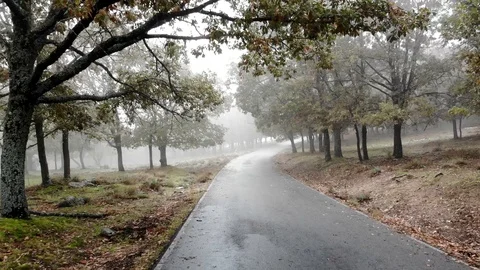 Misty road in the forest Stock Footage 98702972