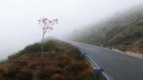 Misty Road With Lonely Tree Stock Photos