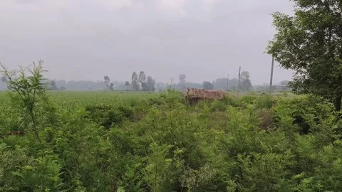 Misty Rural Field with Vegetation Stockbeeldmateriaal 340516678