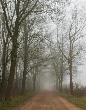 Misty Sandy Forest Path in Winter Leading Into the Distance, Rows of threes 写真素材