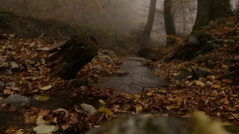 Misty scene in the forest Vídeo Stock 110806474