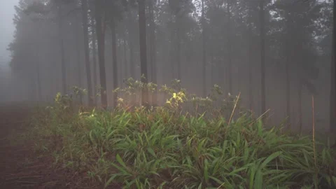 A misty scene roadside forest terrain Stock Footage 239179946