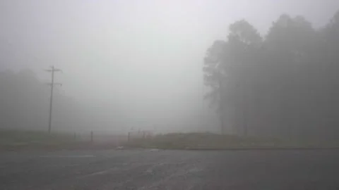 A misty scene roadside forest terrain Stock Footage 239179947