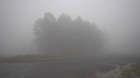 A misty scene roadside forest terrain Stock Footage 239179963