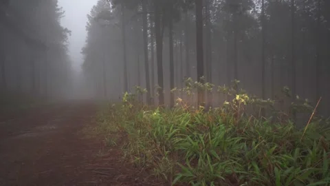 A misty scene roadside forest terrain Stock Footage 239179974