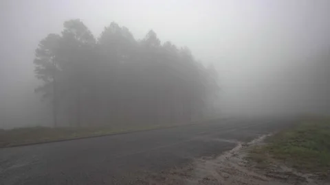 A misty scene roadside forest terrain Stock Footage 239179978