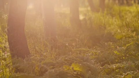 Misty Silent Forest In Spring With Beautiful Bright Sun Rays Video stock 88096427