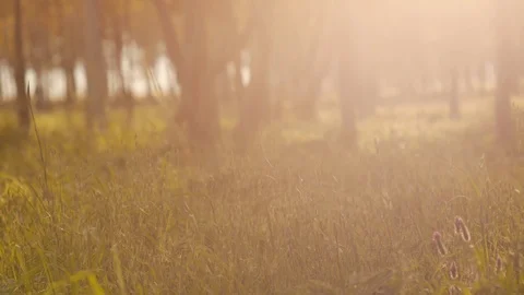 Misty Silent Forest In Spring With Beautiful Bright Sun Rays Video stock 88098640