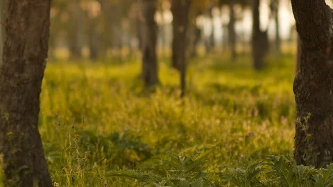 Misty Silent Forest In Spring With Beautiful Bright Sun Rays Video stock 88100057