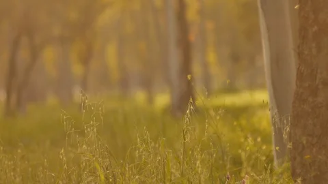 Misty Silent Forest In Spring With Beautiful Bright Sun Rays Video stock 88102163
